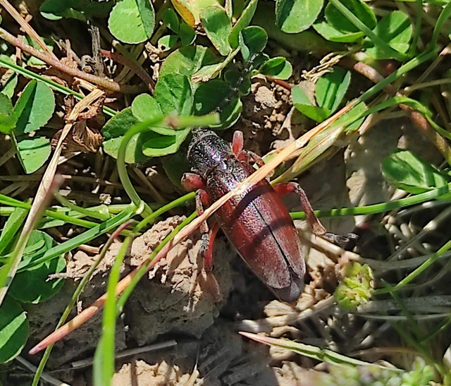 Dorcadion fulvum - barna gyalogcincér