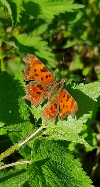Nymphalis c-album - C-betűs lepke