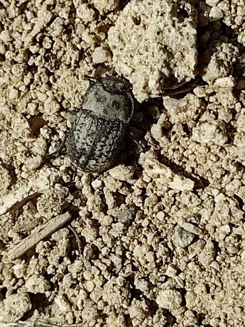 Opatrum sabulosum - sároshátú gyászbogár