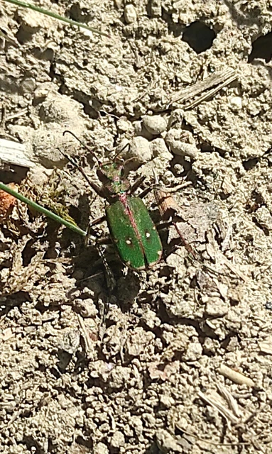 Cicindela campestris - mezei homokfutrinka
