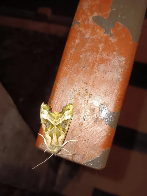 Phlogophora meticulosa - vándorló csipkésbagoly