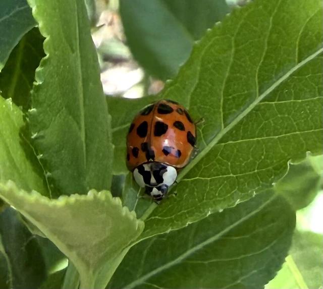 Harmonia axyridis - harlekinkatica