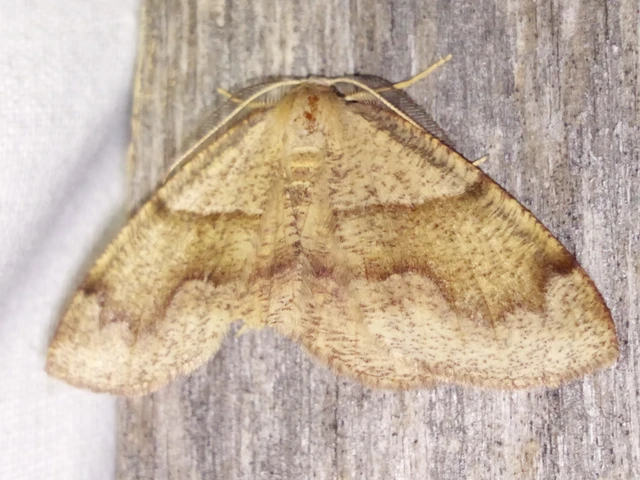 Plagodis pulveraria - szemcsés araszoló