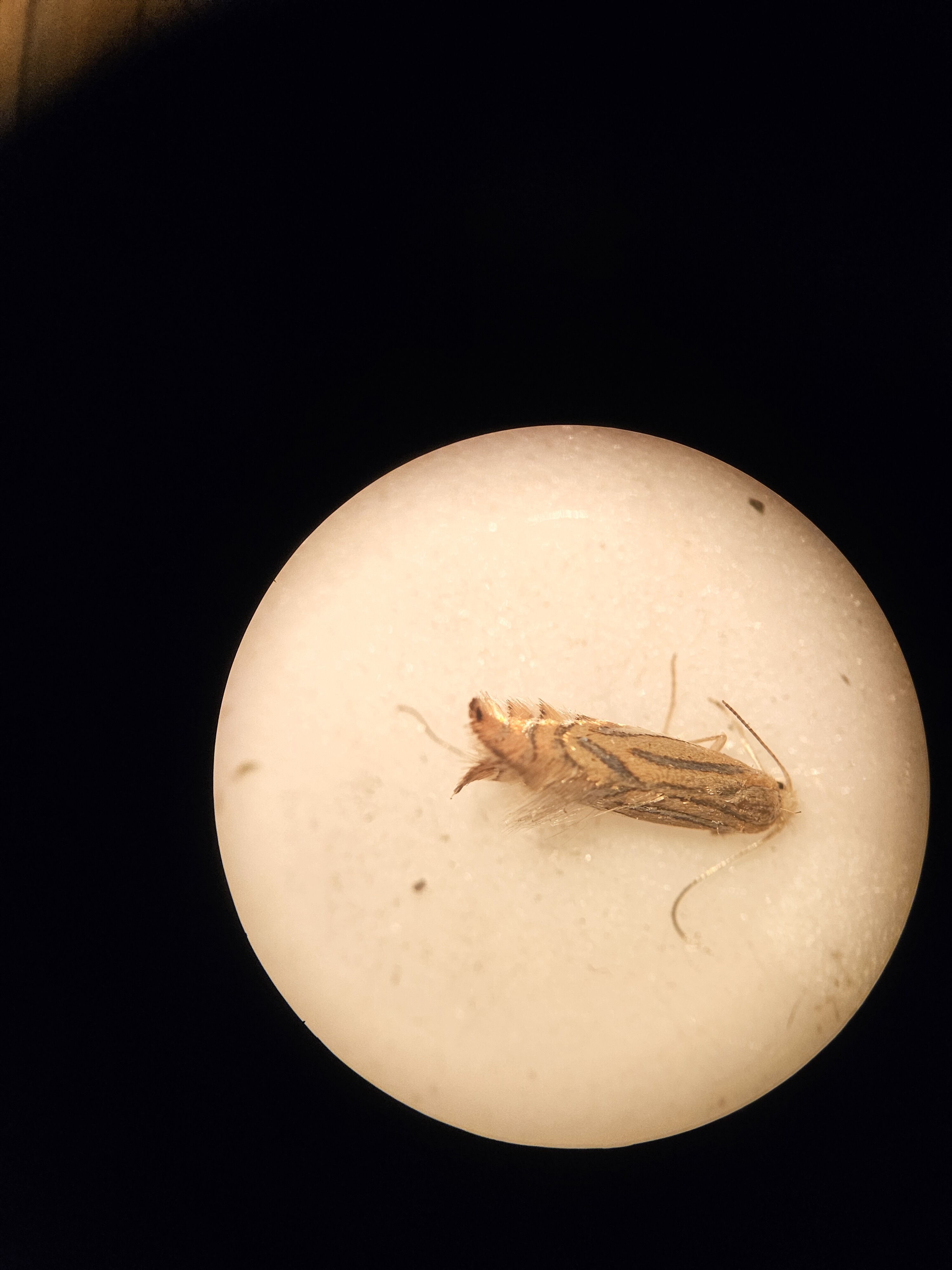 Phyllonorycter platani - platánlevél-sátorosmoly