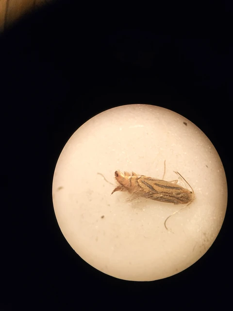 Phyllonorycter platani - platánlevél-sátorosmoly
