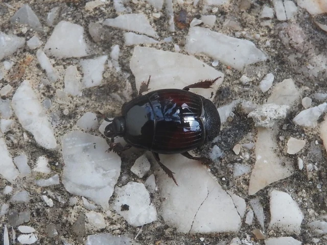 Margarinotus purpurascens - vöröslő sutabogár Margarinotus purpurascens - vöröslő sutabogár