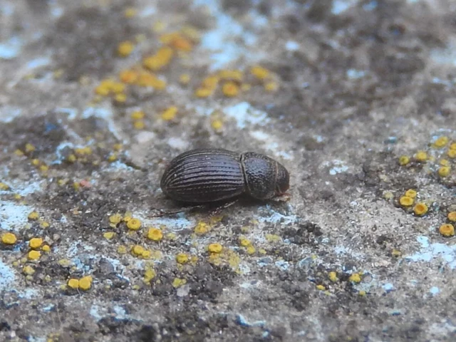 Diastictus vulneratus - kétgödrös trágyabogár