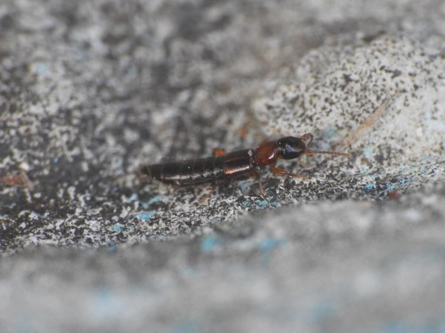 Sunius melanocephalus - feketefarú lombholyva