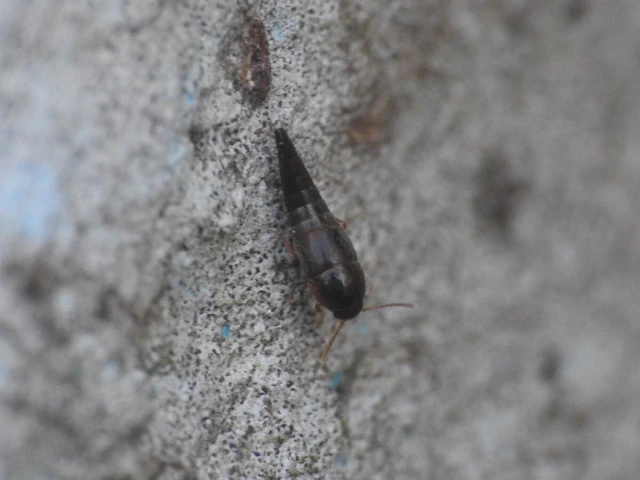 Sepedophilus testaceus - szurokszínű pihésholyva Sepedophilus testaceus - szurokszínű pihésholyva