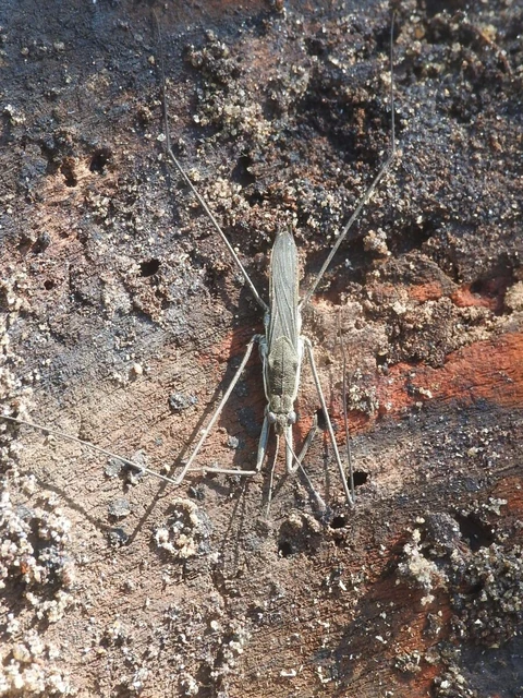 Gerridae - molnárpoloskák