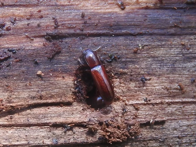 Corticeus unicolor - egyszínű kéregbújó