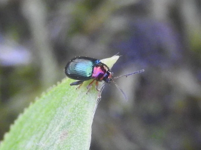 Crepidodera aurata - ékes fűz-földibolha