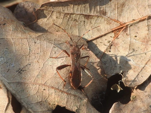 Camptopus lateralis - görbelábú karimáspoloska