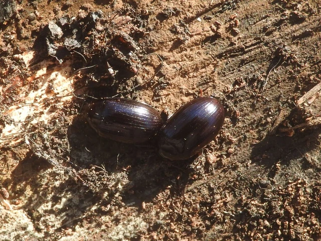 Platydema