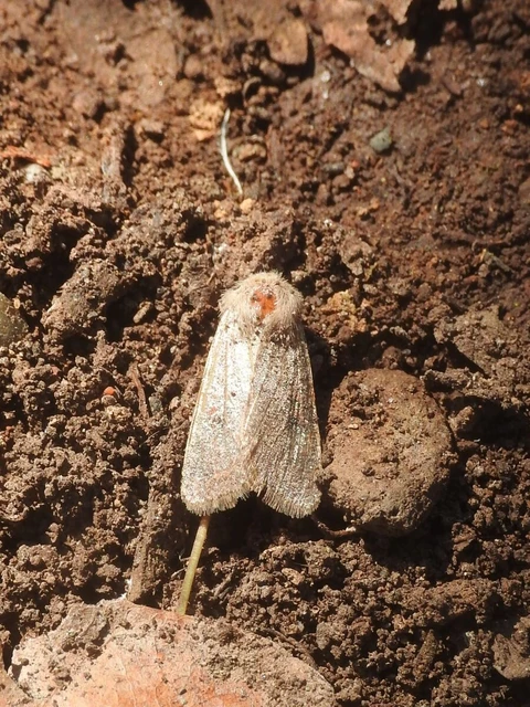 Orthosia