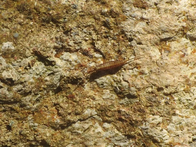 Collembola - Ugróvillások