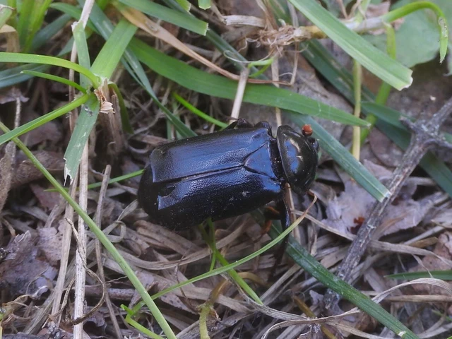 Nicrophorus humator - fekete temetőbogár