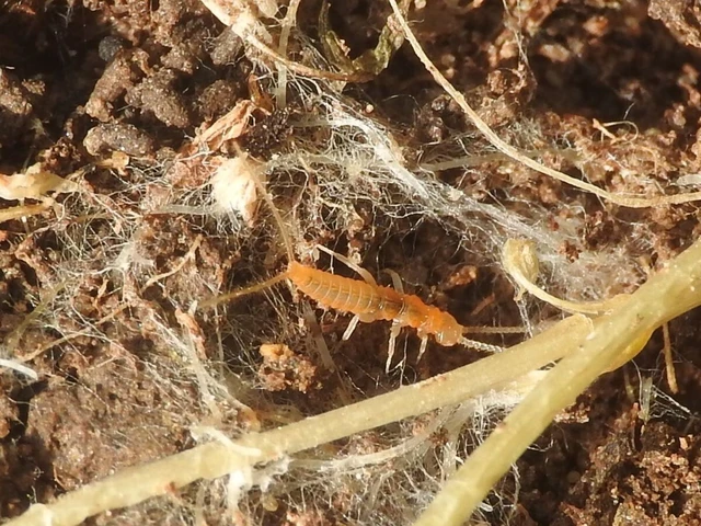 Collembola - Ugróvillások