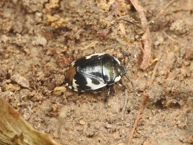 Tritomegas bicolor - foltos földipoloska