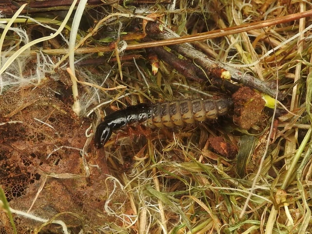 Staphylinidae - holyvafélék