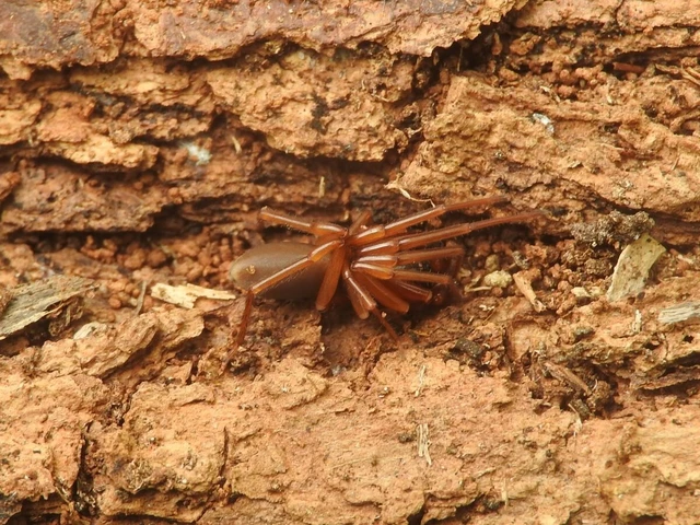 Dysderidae - fojtópókok