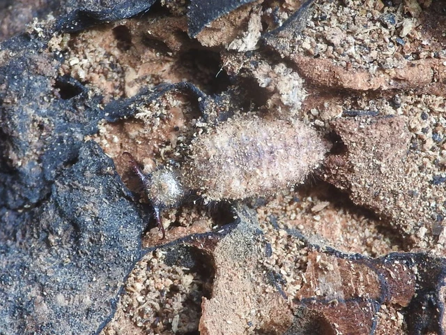 Dendroleon pantherinus - párducfoltos hangyaleső