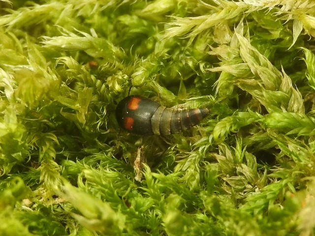 Sepedophilus bipustulatus - taplókedvelő pihésholyva Sepedophilus bipustulatus - taplókedvelő pihésholyva