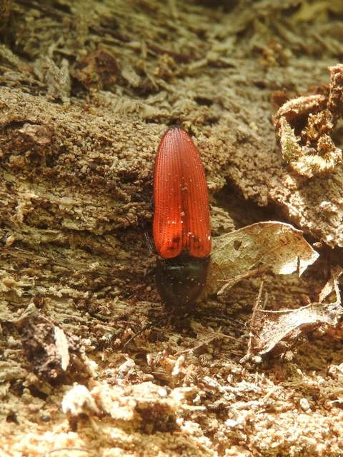 Ampedus