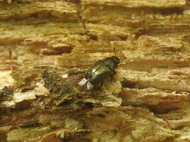 Meligethinae Meligethinae