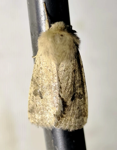 Orthosia cruda - kis barkabagoly