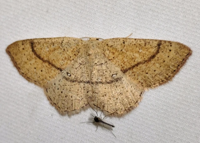 Cyclophora ruficiliaria - vörösrojtú pettyesaraszoló