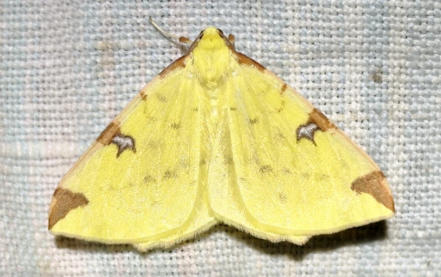 Opisthograptis luteolata - citromsárga araszoló