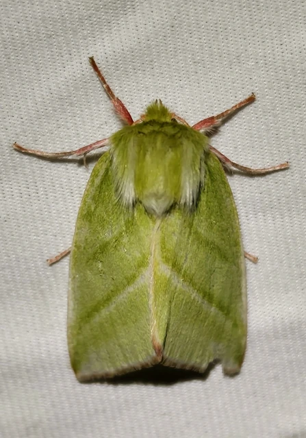 Pseudoips prasinana - bükkfa-zöldbagoly