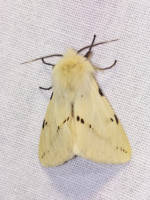 Spilarctia lutea - sárgás medvelepke