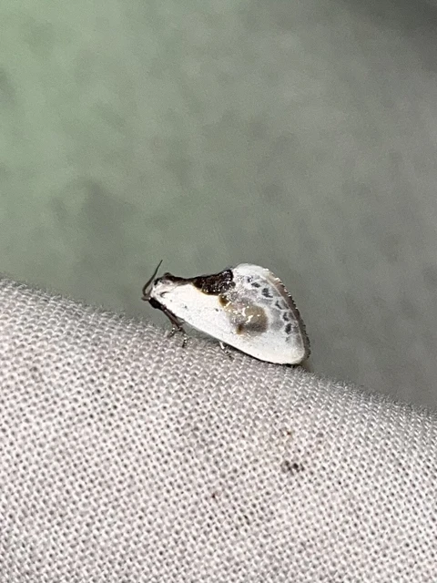 Cilix glaucata - törpe sarlósszövő