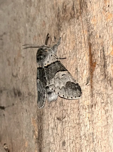 Furcula bifida - kis púposszövő