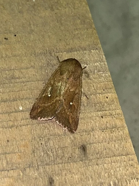 Mythimna albipuncta - fehérpettyes rétibagoly