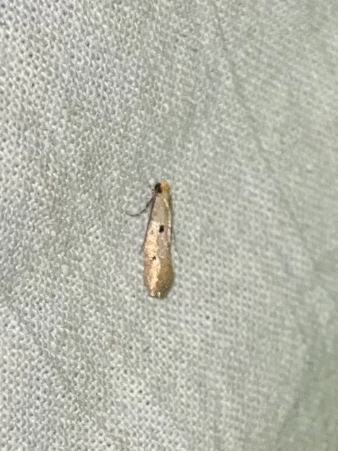 Tinea trinotella - hárompettyes fészekmoly