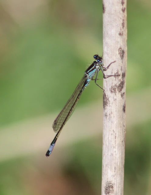 Ischnura elegans pontica - kéköves légivadász