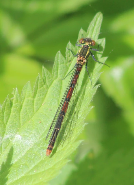 Pyrrhosoma nymphula interposita - vörös légivadász
