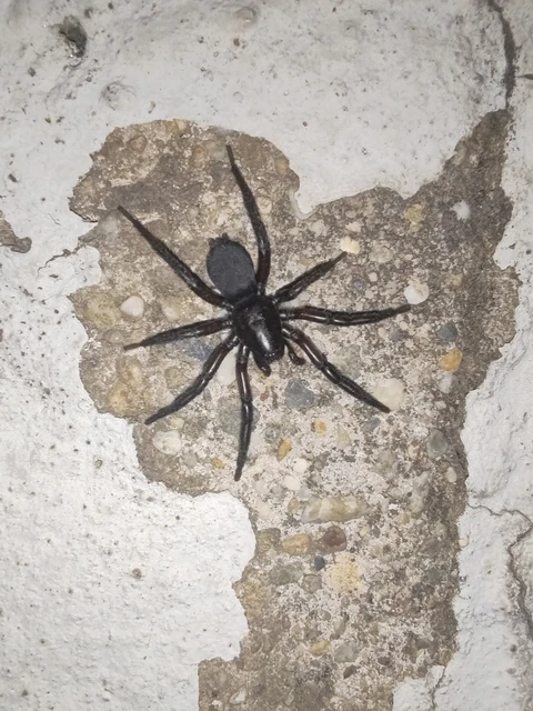 Gnaphosa