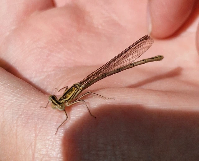 Platycnemis pennipes - széleslábú szitakötő