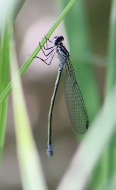 Coenagrion pulchellum - karcsú légivadász