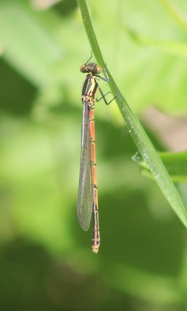 Pyrrhosoma nymphula interposita - vörös légivadász
