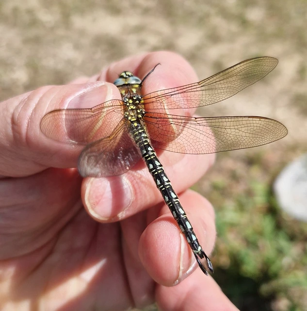 Brachytron pratense - szőrös karcsúacsa