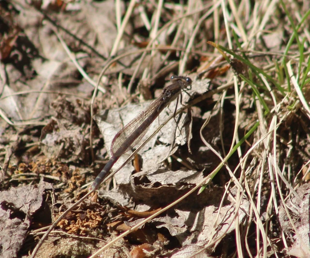 Sympecma fusca - téli rablószitakötő Sympecma fusca - téli rablószitakötő