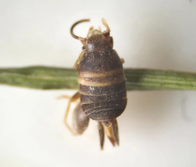 Myrmecophilus acervorum - közép-európai hangyásztücsök