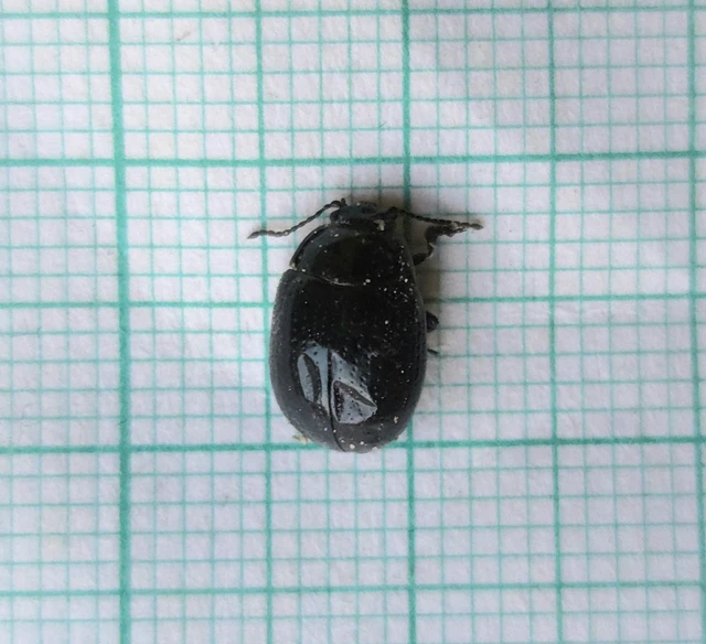 Chrysolina oricalcia - bronzos levélbogár