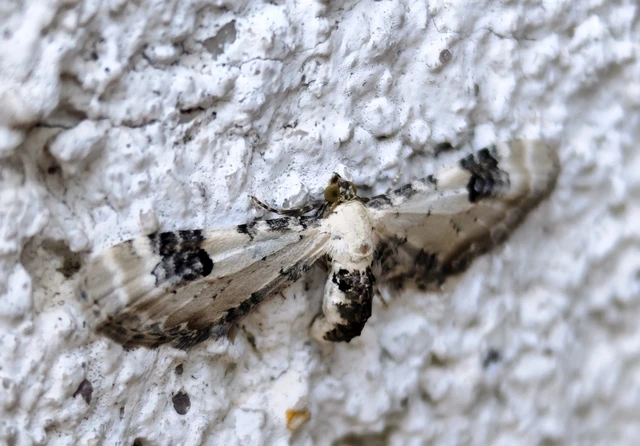 Eupithecia centaureata - búzavirág-törpearaszoló