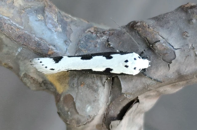 Ethmia bipunctella - kétpettyes feketemoly
